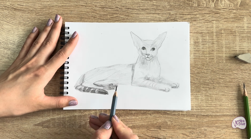 Рисуем Ориентальная кошка