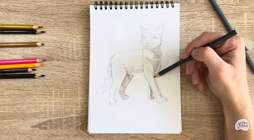 Рисуем Кошка Бурмилла