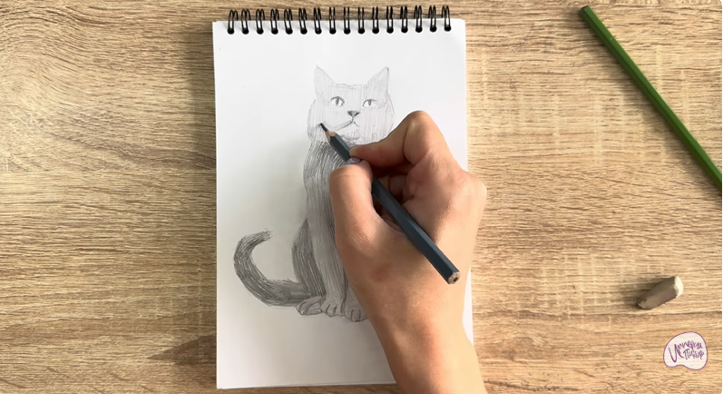 Рисуем Кот породы Шартрез