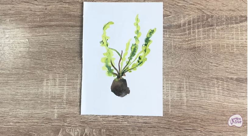 Рисуем Апоногетон
