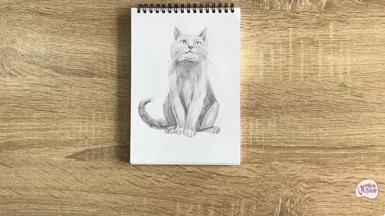 Рисуем Кот породы Шартрез