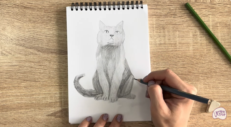 Рисуем Кот породы Шартрез