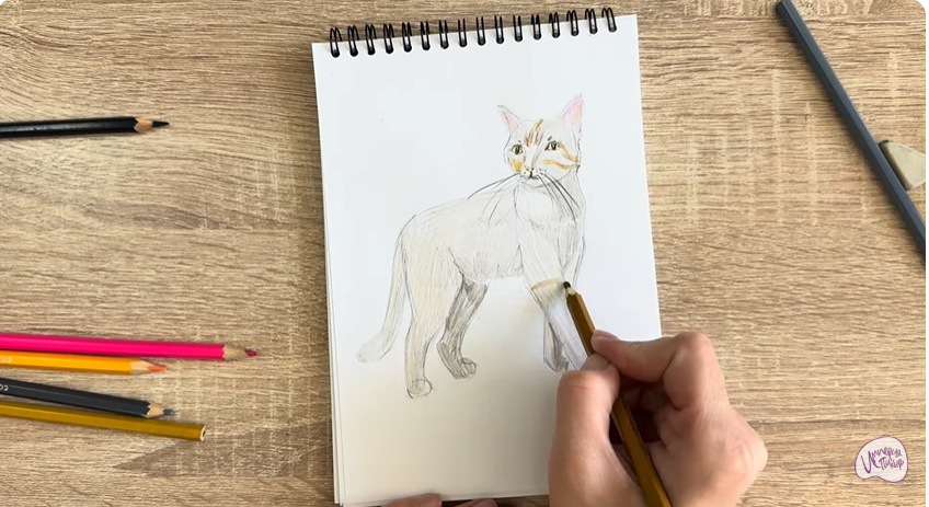 Рисуем Кошка Бурмилла