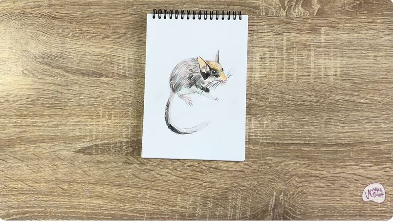Рисуем Садовая соня