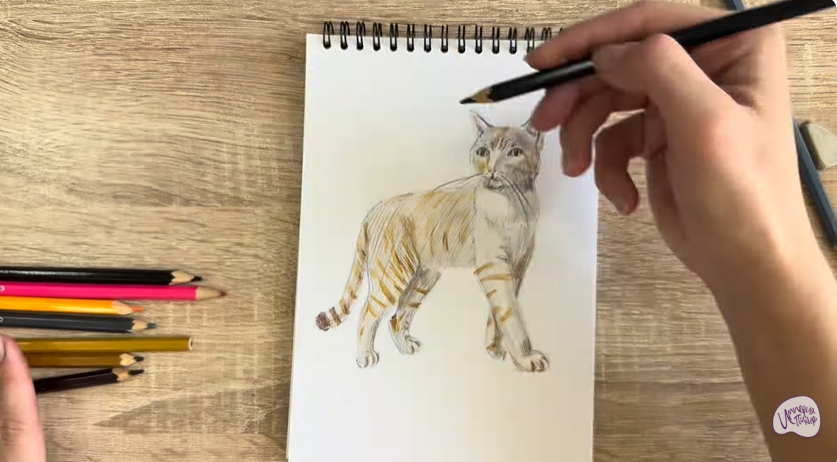 Рисуем Кошка Бурмилла
