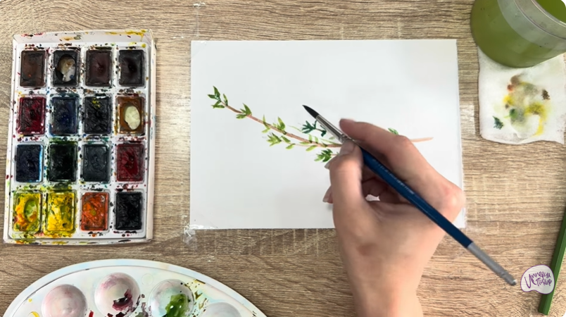 Рисуем Тимьян