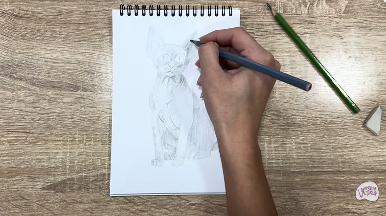 Рисуем Девон Рекс