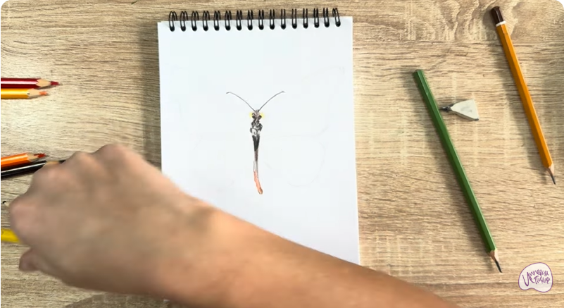 Рисуем Малинница обыкновенная