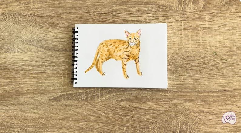 Рисуем Кот породы Оцикет