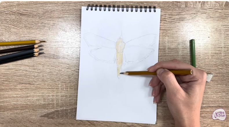 Рисуем Огнёвка зерновая