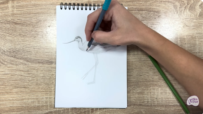 Рисуем Шилоклювка