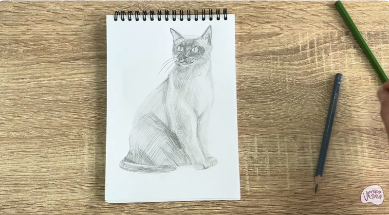 Рисуем Бурманский кот