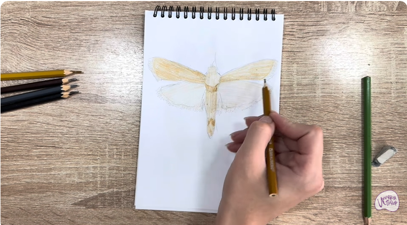 Рисуем Огнёвка зерновая