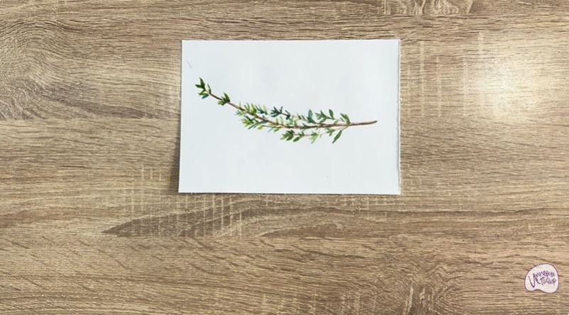 Рисуем Тимьян