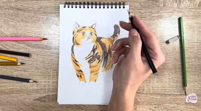 Рисуем Кошка породы "Манчкин"