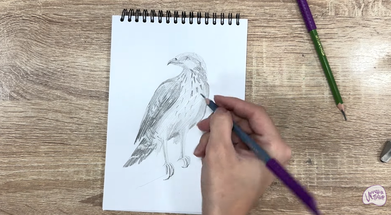 Рисуем Хохлатый осоед