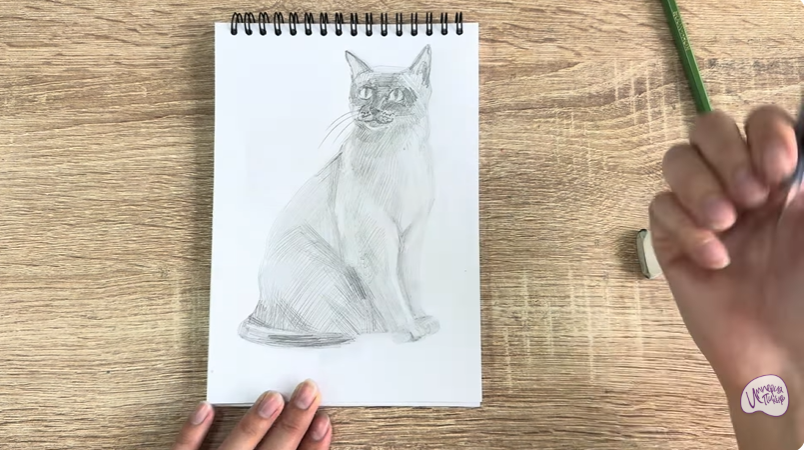 Рисуем Бурманский кот