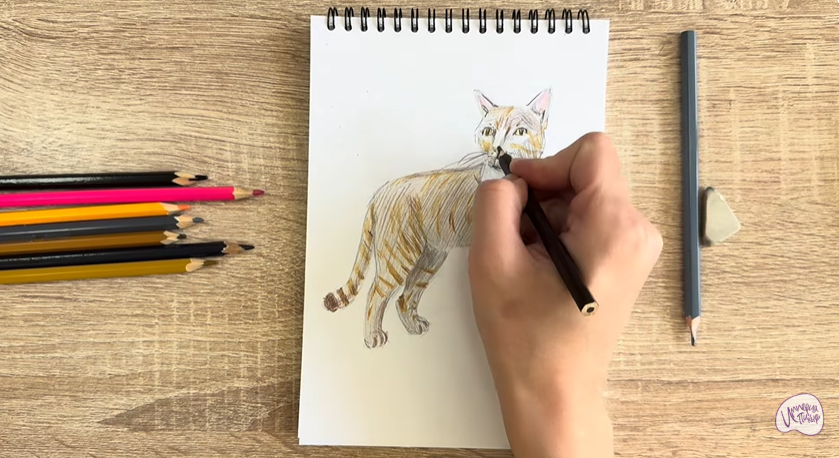 Рисуем Кошка Бурмилла