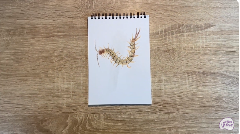 Рисуем Сколопендра