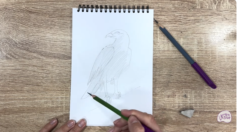 Рисуем Хохлатый осоед