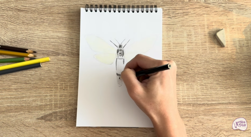 Рисуем Древесница въедливая