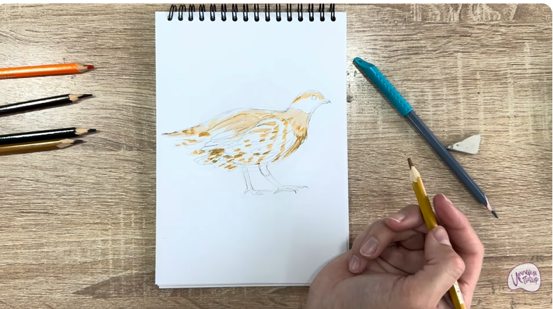 Рисуем Канадская дикуша