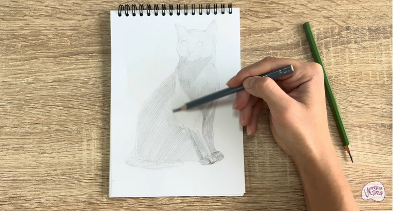 Рисуем Бурманский кот