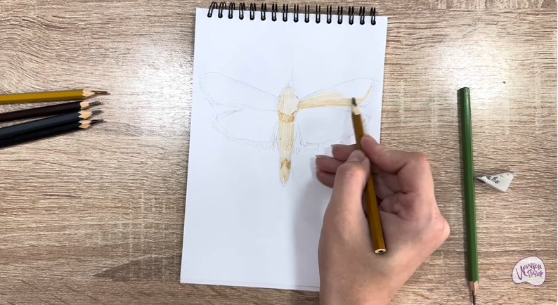 Рисуем Огнёвка зерновая