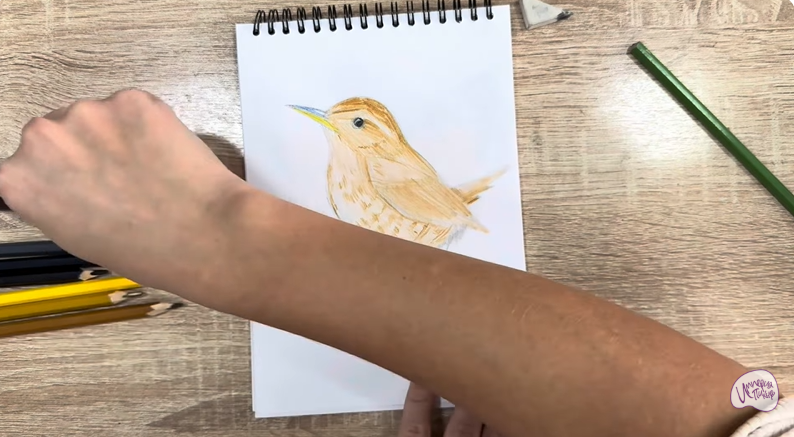 Рисуем Крапивник