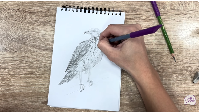 Рисуем Хохлатый осоед