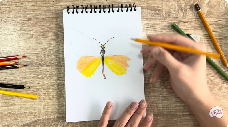 Рисуем Малинница обыкновенная