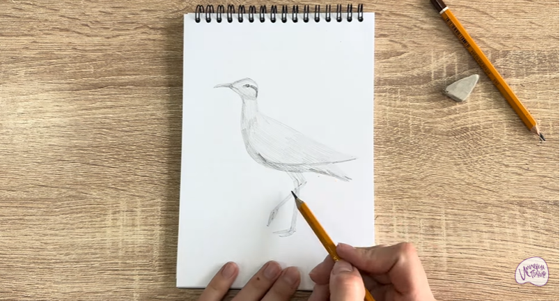 Рисуем Птица "бегунок"