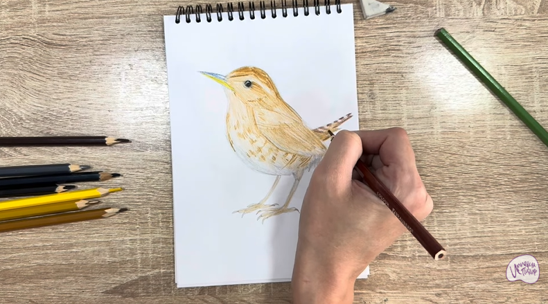 Рисуем Крапивник