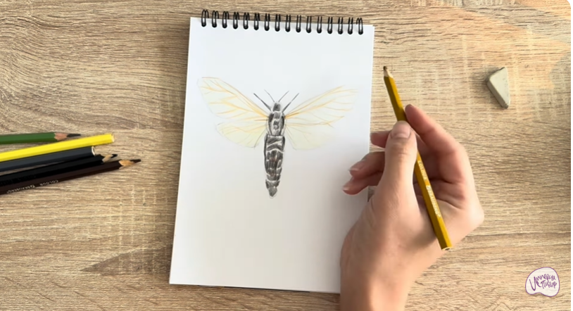 Рисуем Древесница въедливая