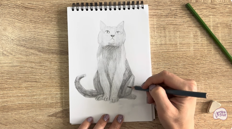 Рисуем Кот породы Шартрез