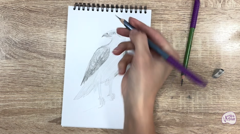 Рисуем Хохлатый осоед