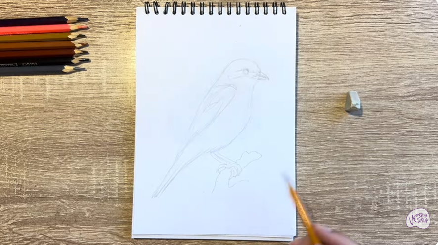 Рисуем Сорокопут на ветке