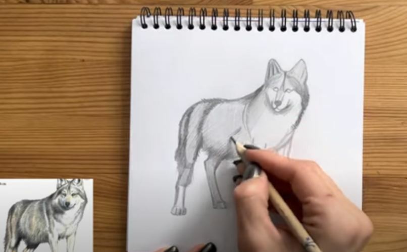Рисуем Волк