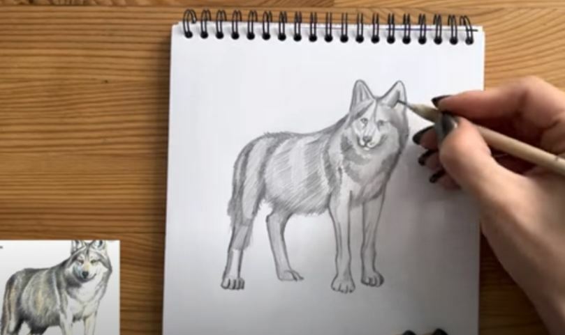 Рисуем Волк
