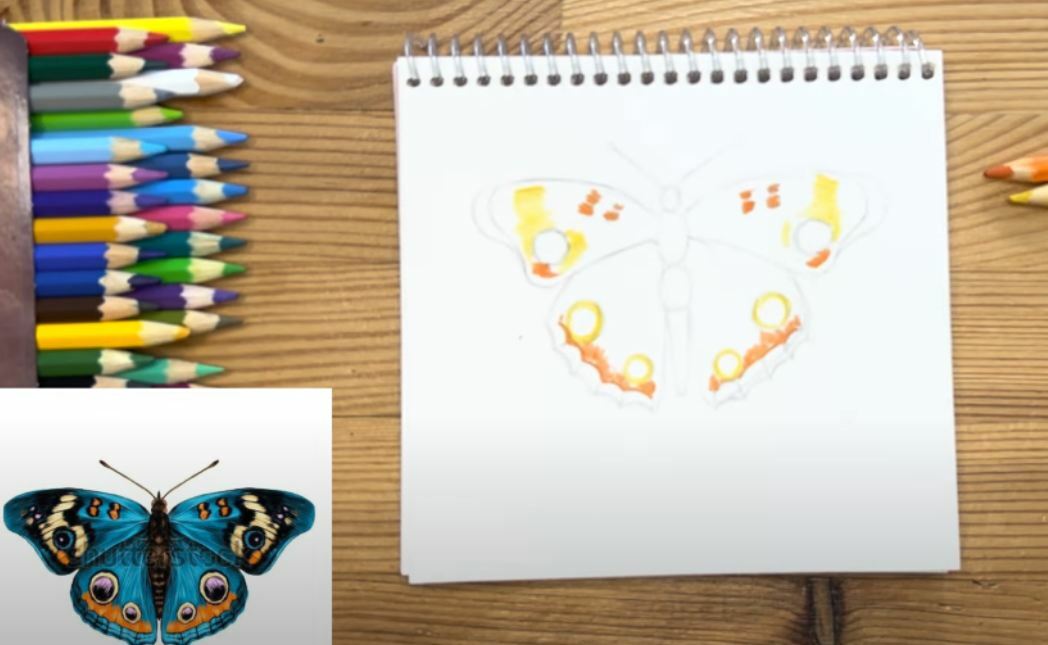 Рисуем Бабочка цветными карандашами
